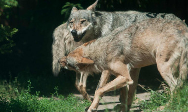 Azərbaycanda canavarlar sakinlərə hücum etdilər - Xəsarət alanlar var