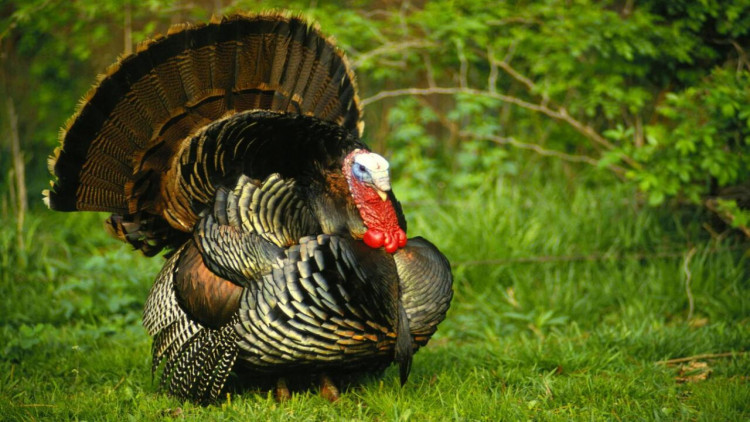 Hinduşkanın qiyməti niyə bu qədər artıb?