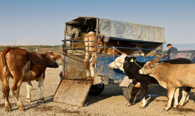 Heyvan bazarlarındakı məhdudiyyət nə vaxta kimi davam edəcək? - VİDEO