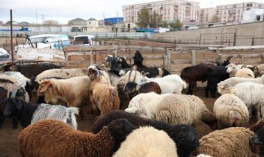 Bu gündən heyvan bazarları bağlanır