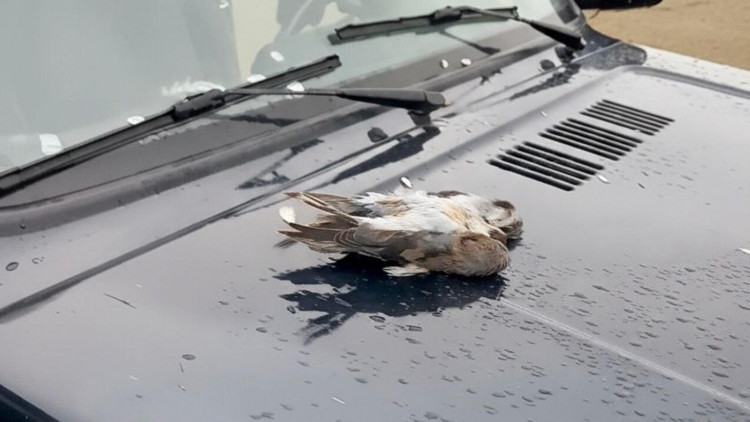 Şahin quşunu qanunsuz ovlayanlar 4 min manat cərimələndi - FOTOlar