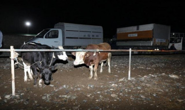Bu rayonda heyvan bazarında nöqsanlar aşkarlandı - FOTOlar