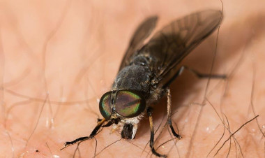 Ət yeyən milçək aşkarlandı – Bu ölkə üçün təhlükə yaxınlaşır