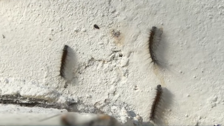 Sakinləri təşvişə salan qurdların sirri açıldı