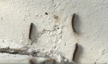 Sakinləri təşvişə salan qurdların sirri açıldı