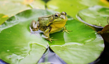 Bu ilin səkkiz ayında Azərbaycandan xarici ölkələrə nə qədər qurbağa ayağı ixrac edilib? - AÇIQLAMA