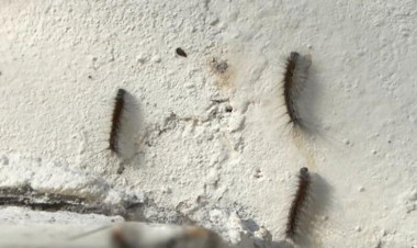 Bakının bu rayonunu qurd basır - ŞİKAYƏT