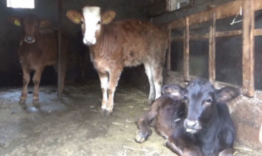 Bölgələrdə heyvan bazarları bağlandı -  Ət bahalaşacaq? - VİDEO