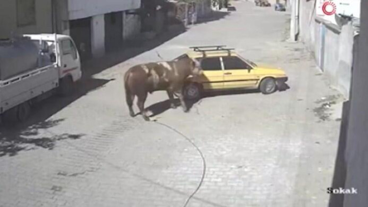 Tövlədən qaçan öküz “VAZ 2109”u belə parçaladı - VİDEO