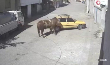 Tövlədən qaçan öküz “VAZ 2109”u belə parçaladı - VİDEO