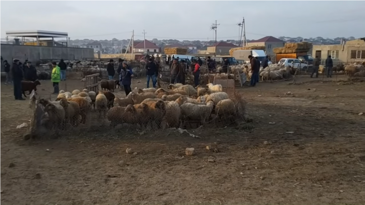 Azərbaycanda heyvan bazarlarında məhdudiyyətlər tətbiq olunacaq - BU TARİXDƏN
