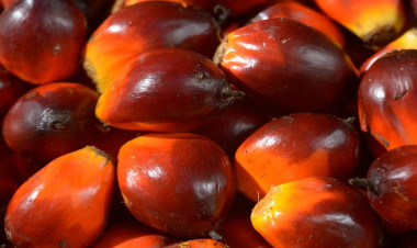 Hər gün hamı yeyir, ancaq sürətlə ölümə aparır