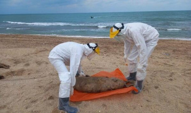 Xəzər sahilində suiti cəsədləri aşkarlandı - FOTO