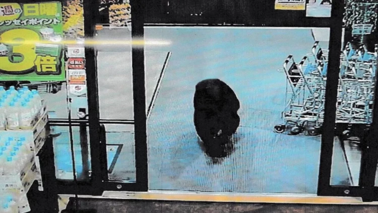 Ayı supermarketə girib iki nəfəri yaraladı