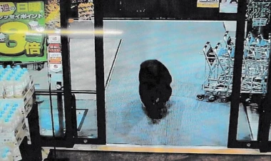 Ayı supermarketə girib iki nəfəri yaraladı