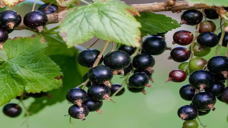 Bu meyvənin şirəsi qərarlarımıza təsir edirmiş