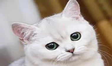 Bakıda pişiklə rəhmsiz rəftar edən şəxs polis şöbəsinə çağırılıb - FOTO