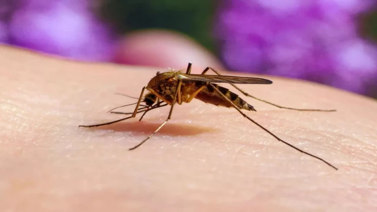 Ağcaqanad fabriki açıldı - Həftəyə 190 milyon havaya buraxacaqlar