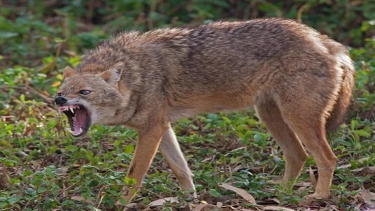 İsmayıllıda çaqqal kəndə hücum etdi - Yaralananlar var