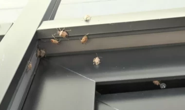 Azərbaycanda sakinlər təşviş içində - evlərə nəhəng zərərvericilər daraşdı - VİDEO