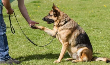 Bu nazirliyə kinoloji itlərlə bağlı yeni hüquq verildi