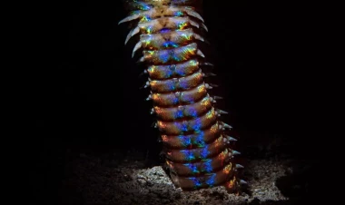 Sahildə qeyri-adi dəniz məxluqu aşkarlandı