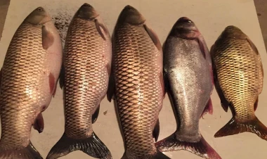 “Balıqlara yem əvəzinə insan nəcisi verilir” - Azərbaycanda tükürpədici biznes