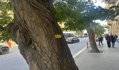 Bakıda ağacların nömrələnməsinə başlanılıb - FOTO