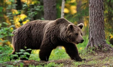 Ayılar Quba kəndlərinə niyə hücum edib? - AMEA-dan reaksiya