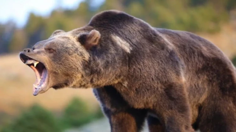 Qubada ayılar daha bir kəndə hücum etdilər - Təhlükə böyüyür