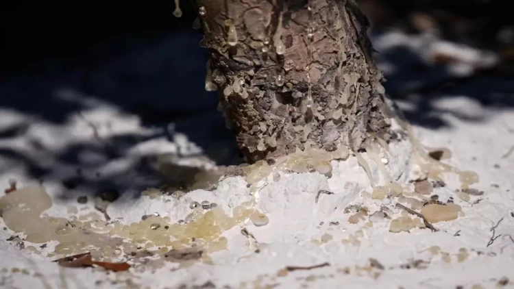 “Qızıl damladan ağac” - Sahibinə sərvət qazandırır - FOTO