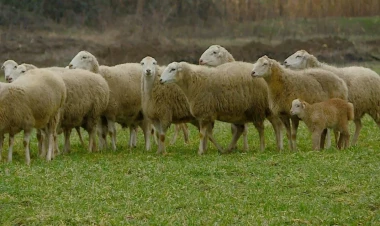 Göygöldə silahlı şəxslər tərəfindən qaçırılan 62 baş qoyun tapıldı - VİDEO