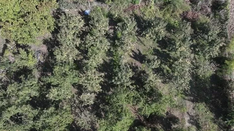 Bərəkətsiz torpaqlarda belə bitir – Hər ağacdan 25 kilo məhsul alınır