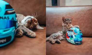 Bakıda küçədə yatan pişik bir günə 