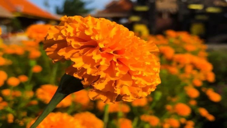 Bu gül xərçəngin dərmanı imiş