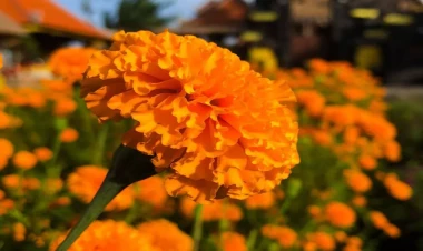 Bu gül xərçəngin dərmanı imiş