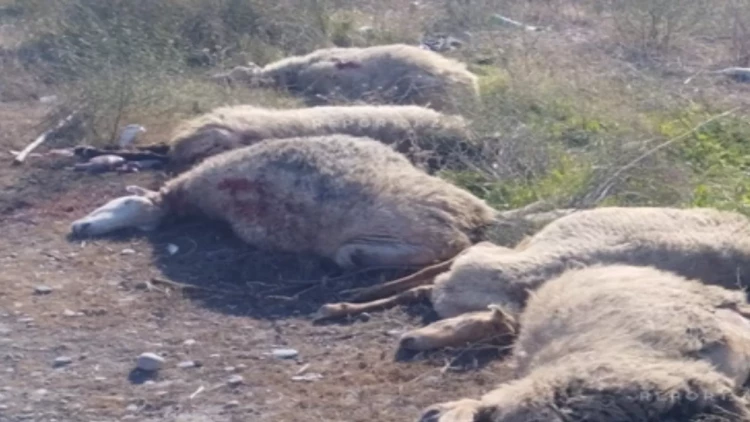 Kürdəmirdə mikroavtobus heyvan sürüsünə çırpılıb, 10 baş qoyun tələf olub - FOTO