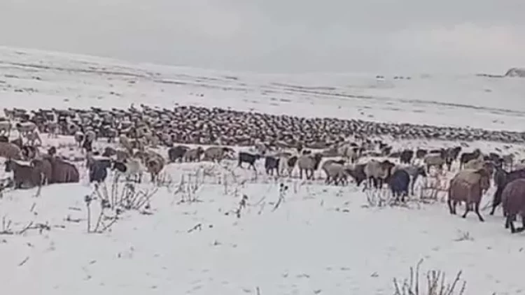 Kəlbəcərə qar yağıb