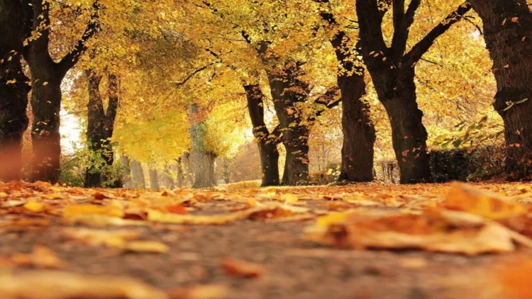 Payız fəsli Azərbaycana bu tarixdə daxil olacaq