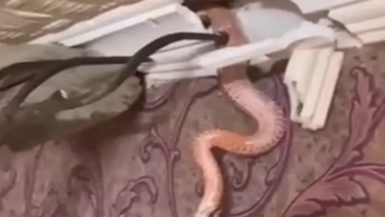 Evin tavanından qızıl ilan çıxdı - Azərbaycanda ailənin qorxulu anları - VİDEO