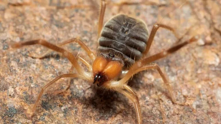 Dünyanın ən qorxunc qəhvəyi kabusu