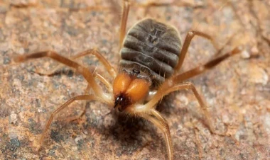 Dünyanın ən qorxunc qəhvəyi kabusu