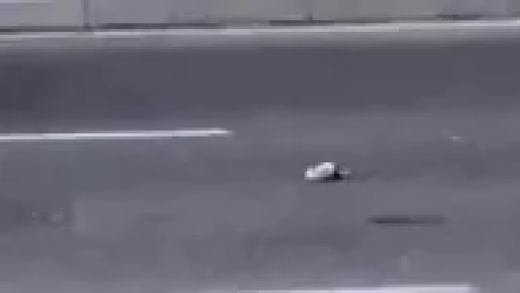 Bakının mərkəzində ilan peyda oldu - VİDEO