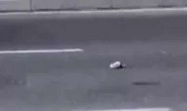 Bakının mərkəzində ilan peyda oldu - VİDEO