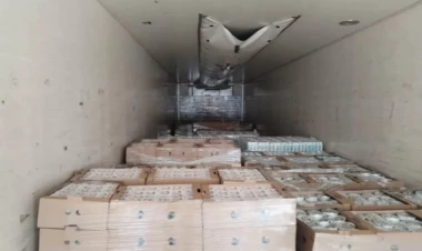 Azərbaycandan İtaliya və Fransaya üç tondan çox qurbağa ayağı ixrac olundu