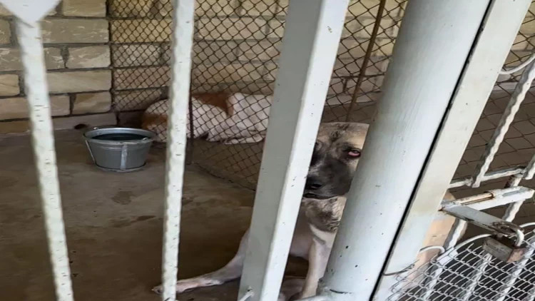 Şəkidə təsərrüfat mərkəzində itlərə əziyyət verilir - FOTO - VİDEO