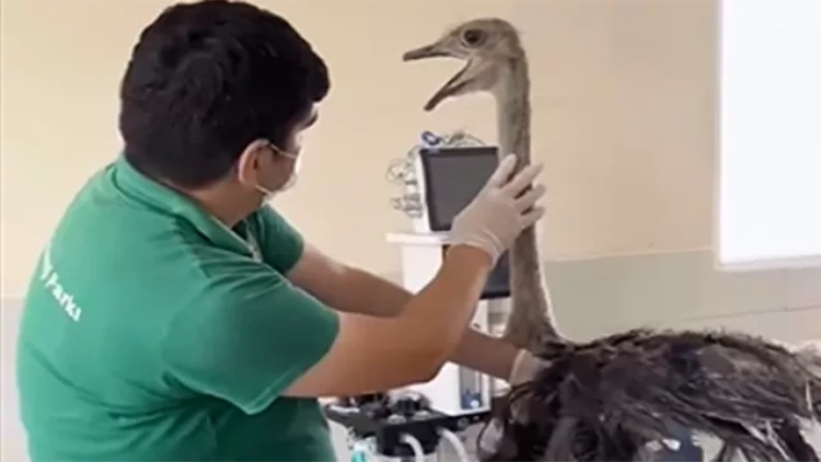 Sumqayıtda 2 dəvəquşu və 13 tutuquşu IDEA tərəfindən xilas edildi - VİDEO