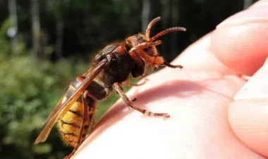 Arı dilindən sancdı, öldü