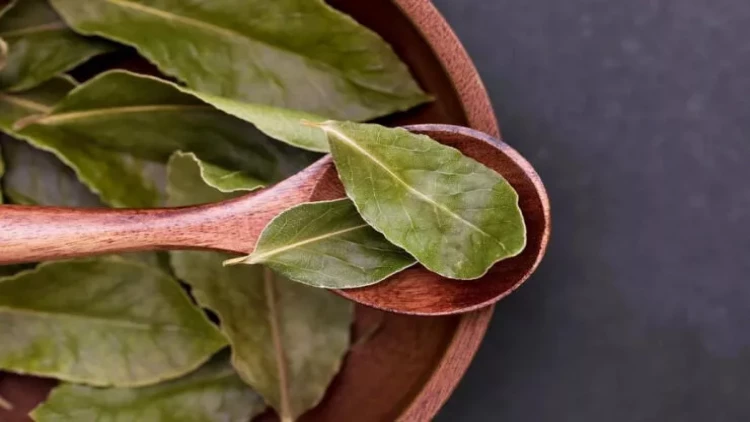 Xalçanın altına dəfnə yarpağı qoyun: hamını narahat edən problemdən xilas olun