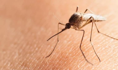 Ağcaqanad dişləmələri ölüm riski daşıyırmış...